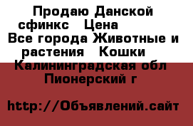  Продаю Данской сфинкс › Цена ­ 2 000 - Все города Животные и растения » Кошки   . Калининградская обл.,Пионерский г.